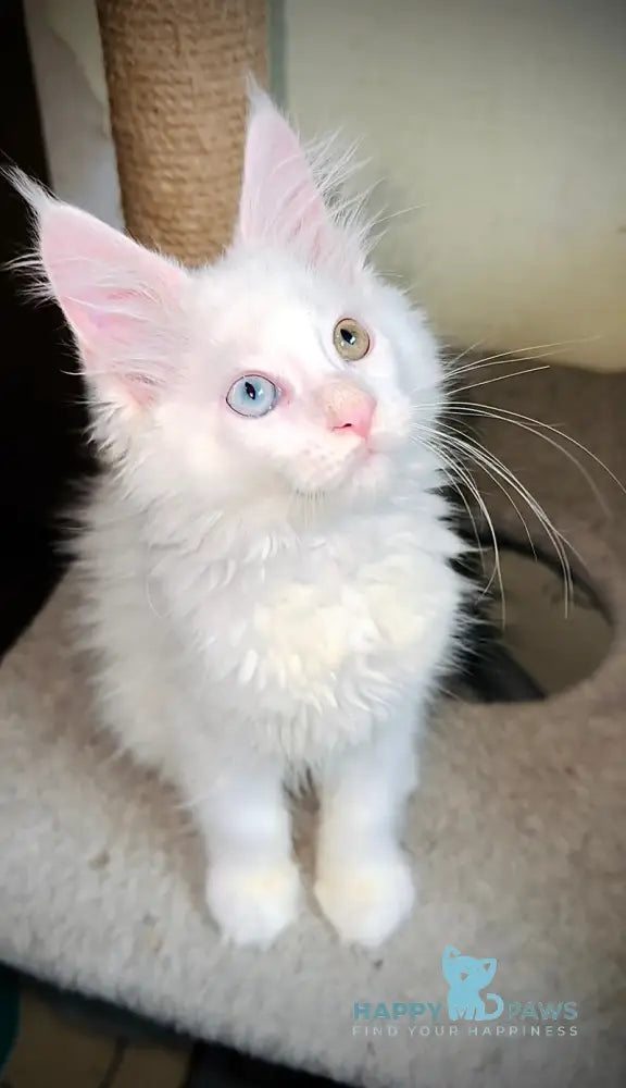 Aster Maine Coon female white live animals