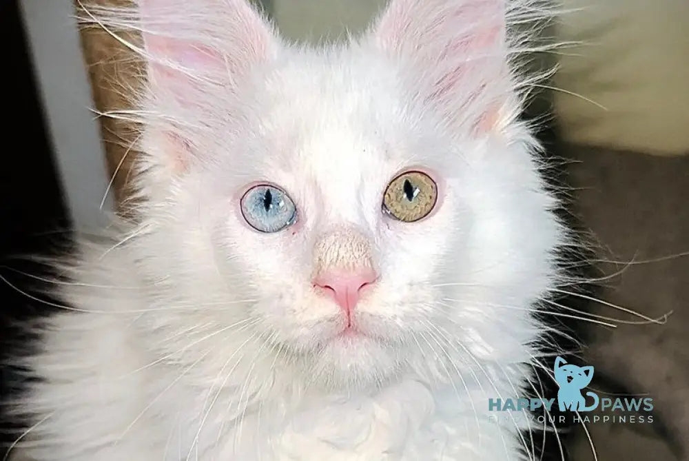 Aster Maine Coon female white live animals