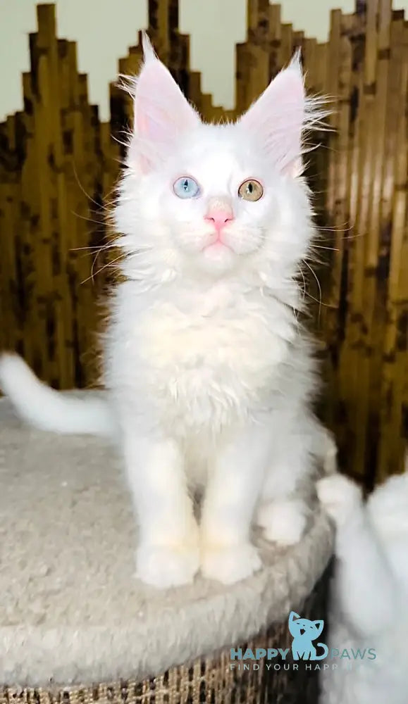 Aster Maine Coon female white live animals