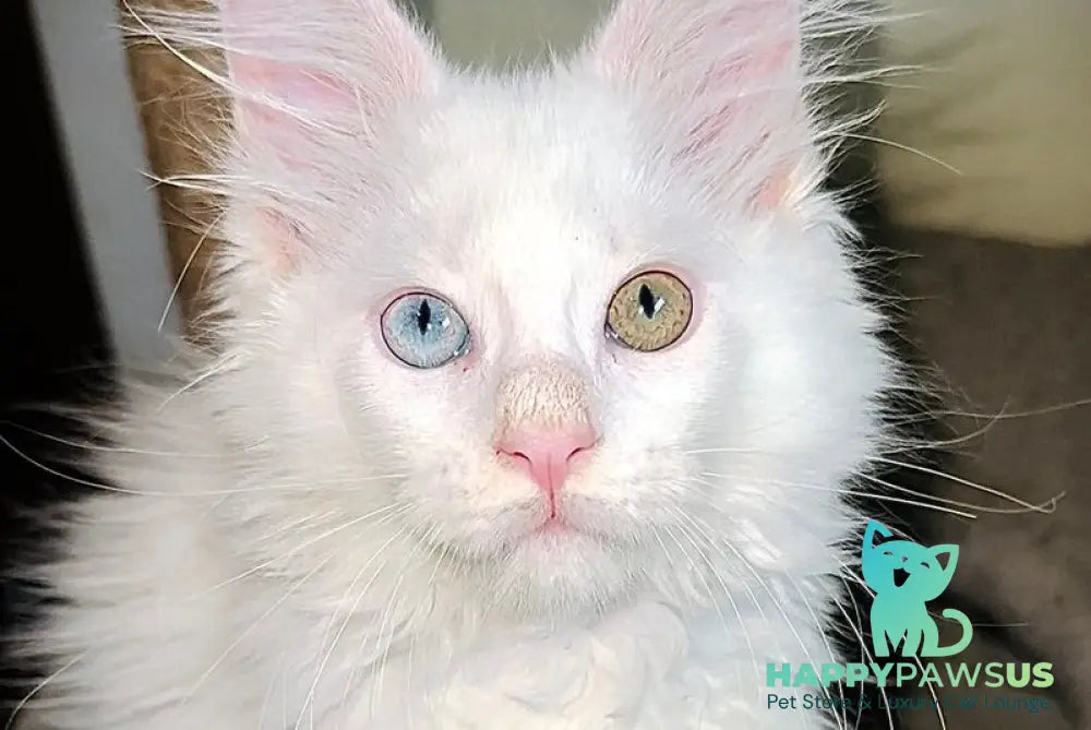 Aster Maine Coon female white live animals
