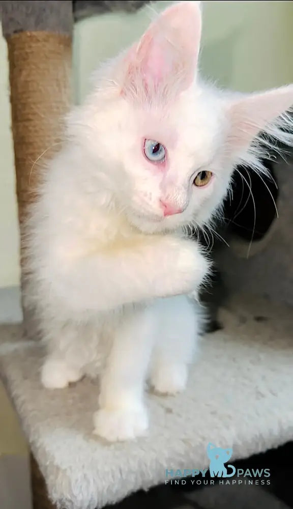 Aster Maine Coon female white live animals