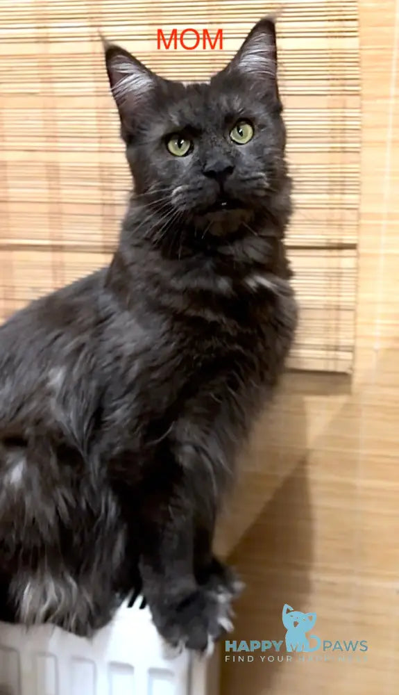 Aster Maine Coon female white live animals