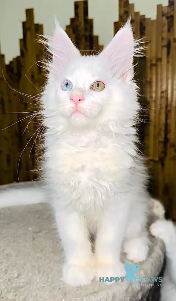 Aster Maine Coon female white live animals