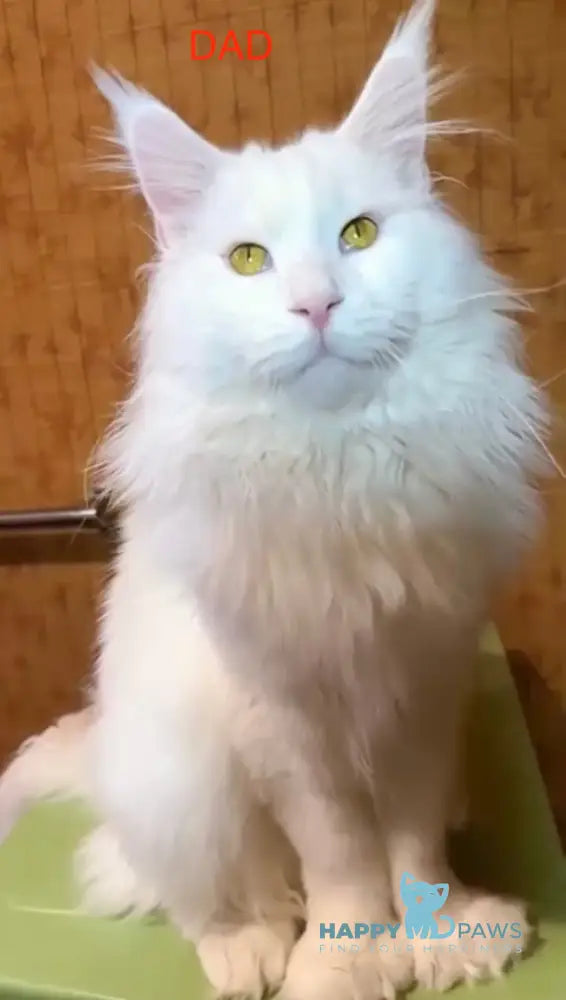 Aster Maine Coon female white live animals