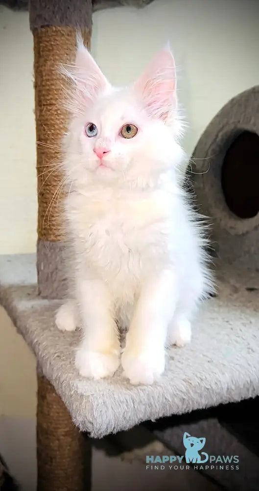 Aster Maine Coon female white live animals