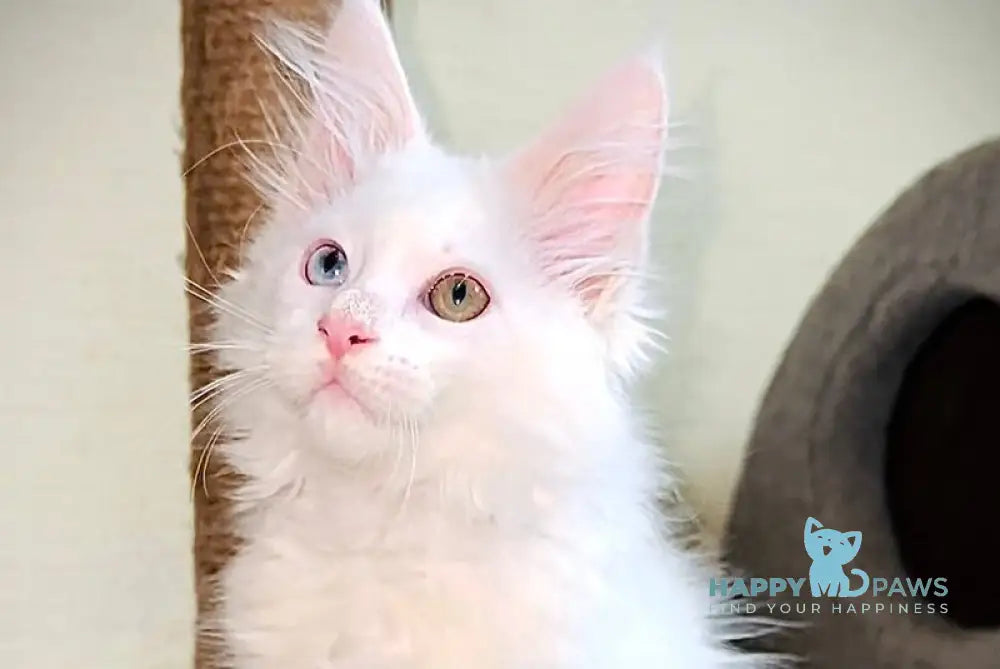 Aster Maine Coon female white live animals