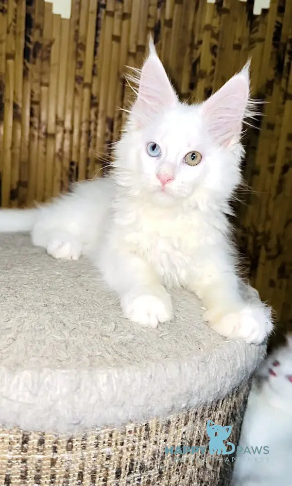 Aster Maine Coon female white live animals