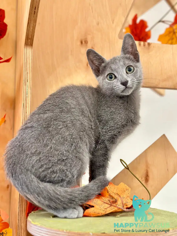 Aster Russian Blue male blue - live animals