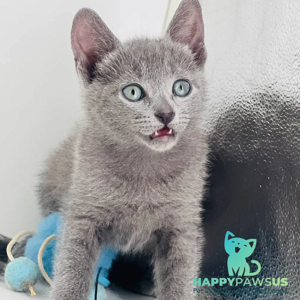 Aster Russian Blue male blue - live animals