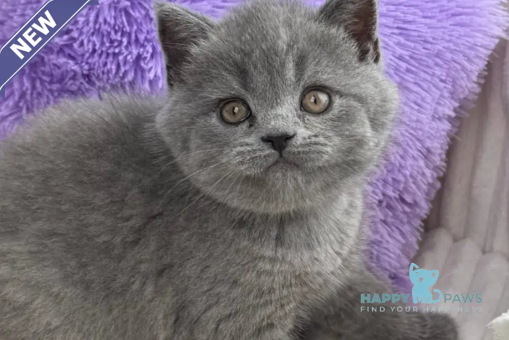 Aster Scottish Straight female blue live animals
