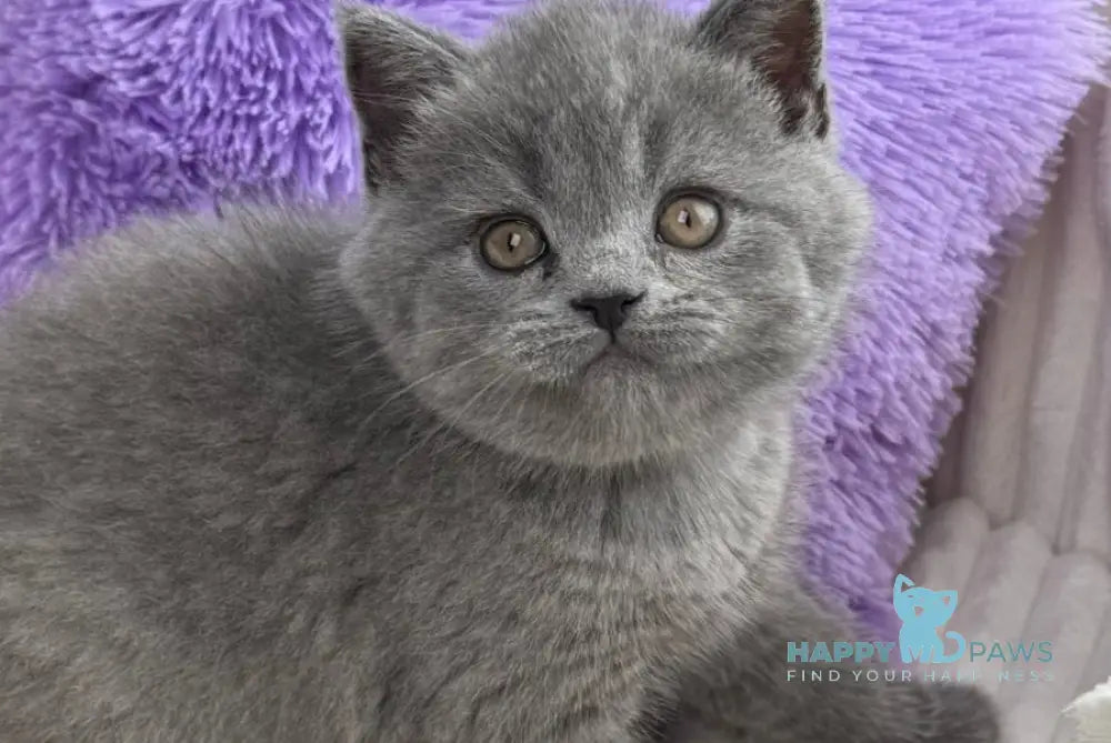 Aster Scottish Straight female blue live animals