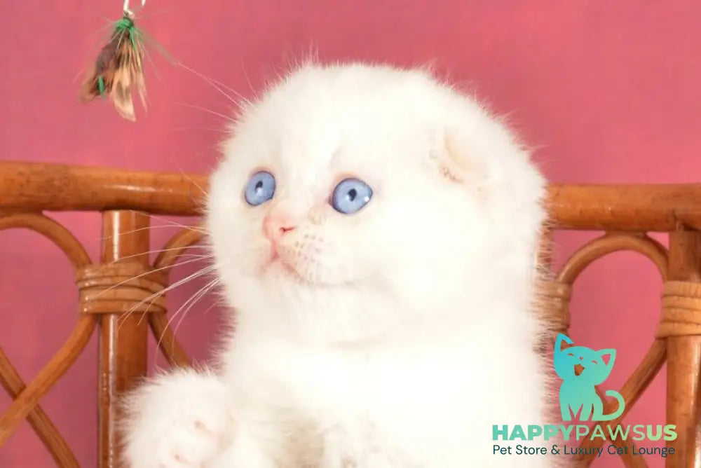 Asterix Scottish Fold male red golden shaded pointed live animals