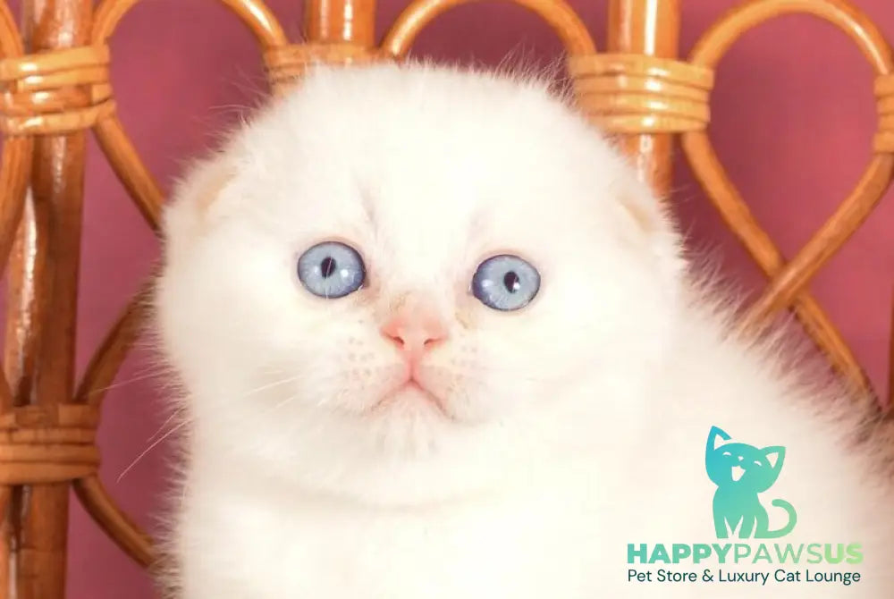 Asterix Scottish Fold male red golden shaded pointed live animals