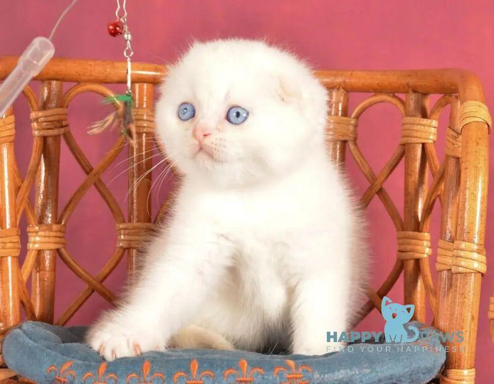 Asterix Scottish Fold male red golden shaded pointed live animals