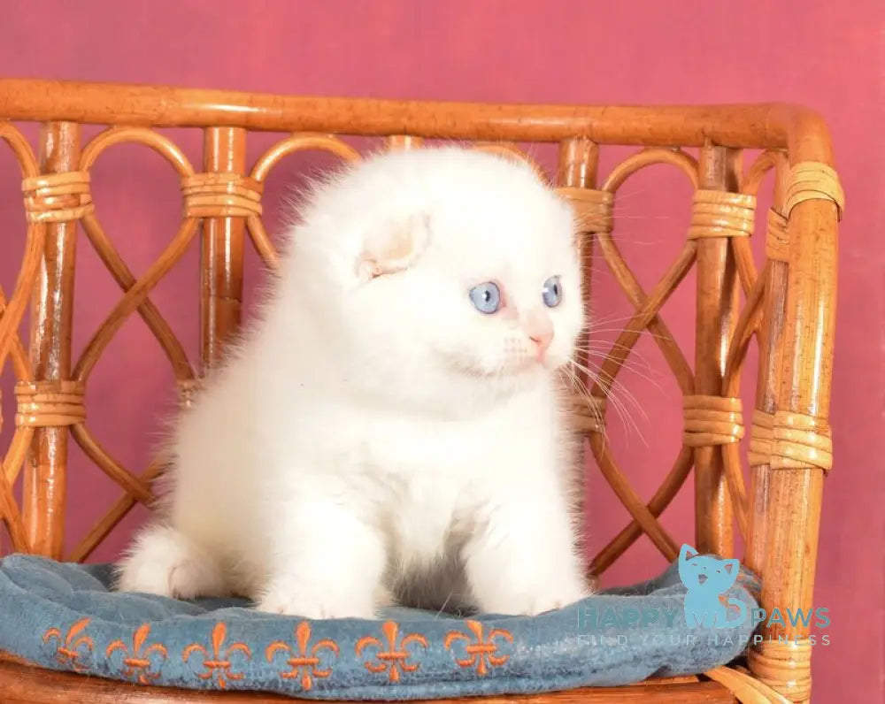 Asterix Scottish Fold male red golden shaded pointed live animals