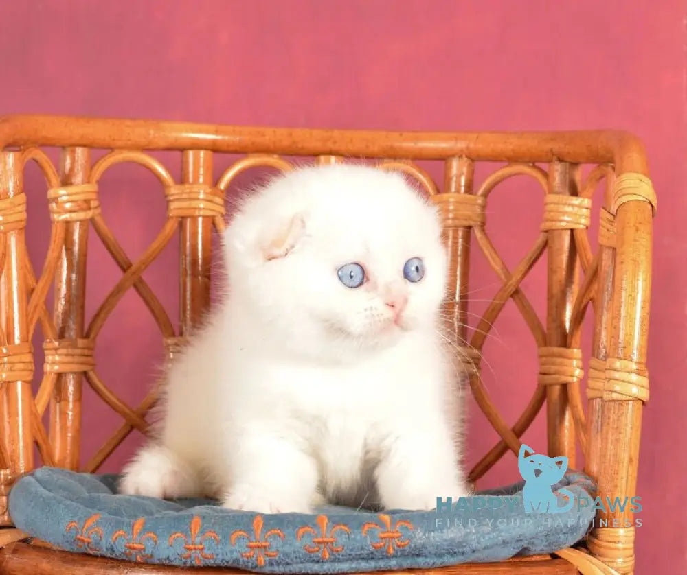 Asterix Scottish Fold male red golden shaded pointed live animals