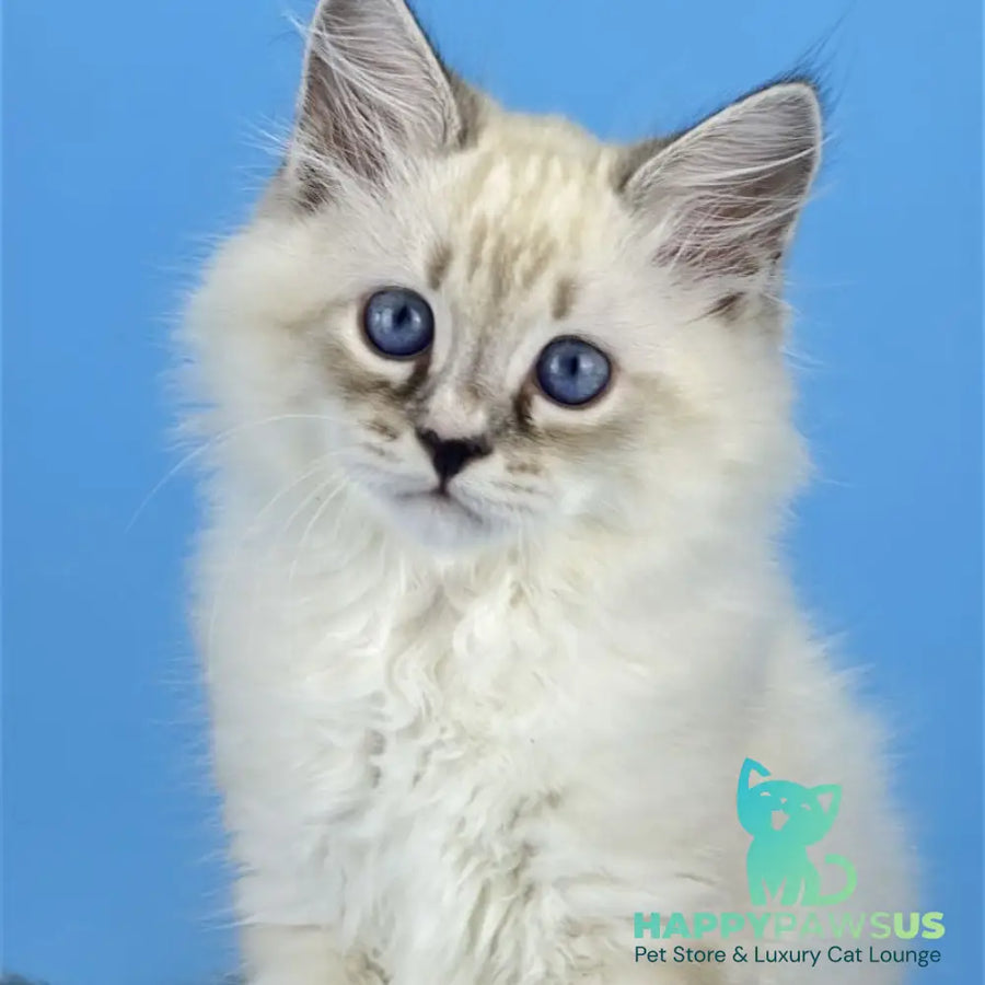Asterix Siberian male seal tabby pointed with white - live animals