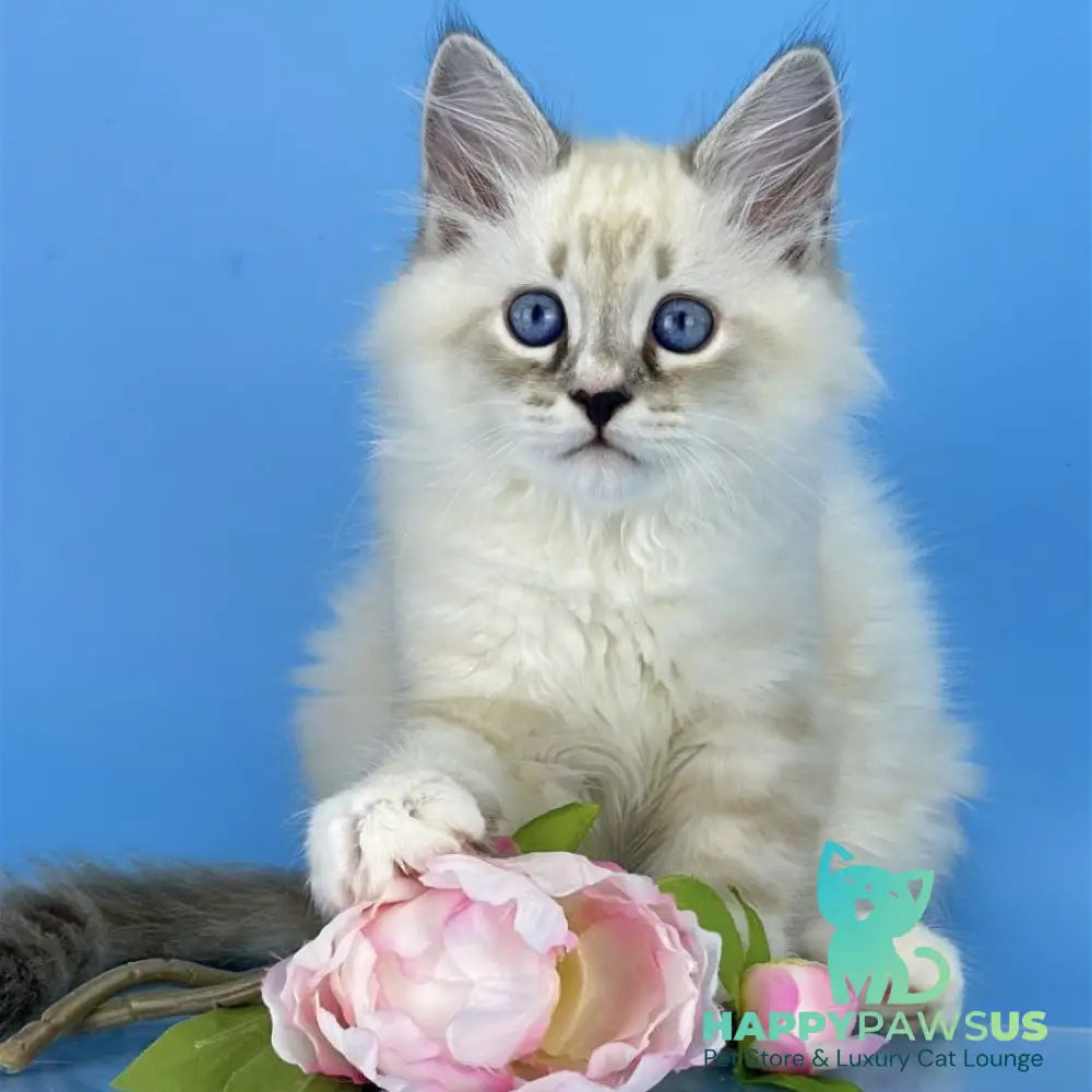 Asterix Siberian male seal tabby pointed with white - live animals