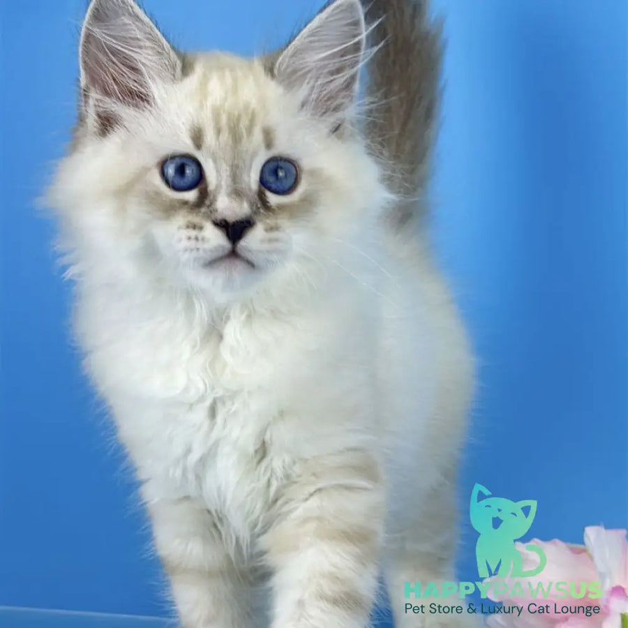 Asterix Siberian male seal tabby pointed with white - live animals