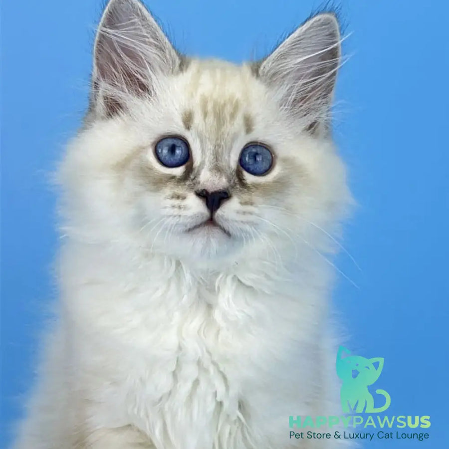 Asterix Siberian male seal tabby pointed with white - live animals