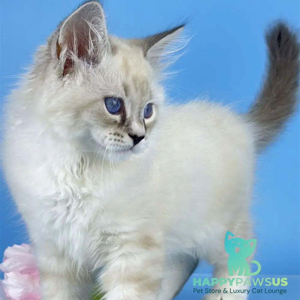 Asterix Siberian male seal tabby pointed with white - live animals