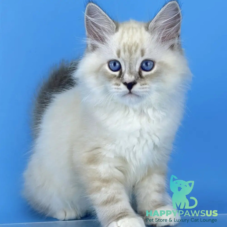 Asterix Siberian male seal tabby pointed with white - live animals