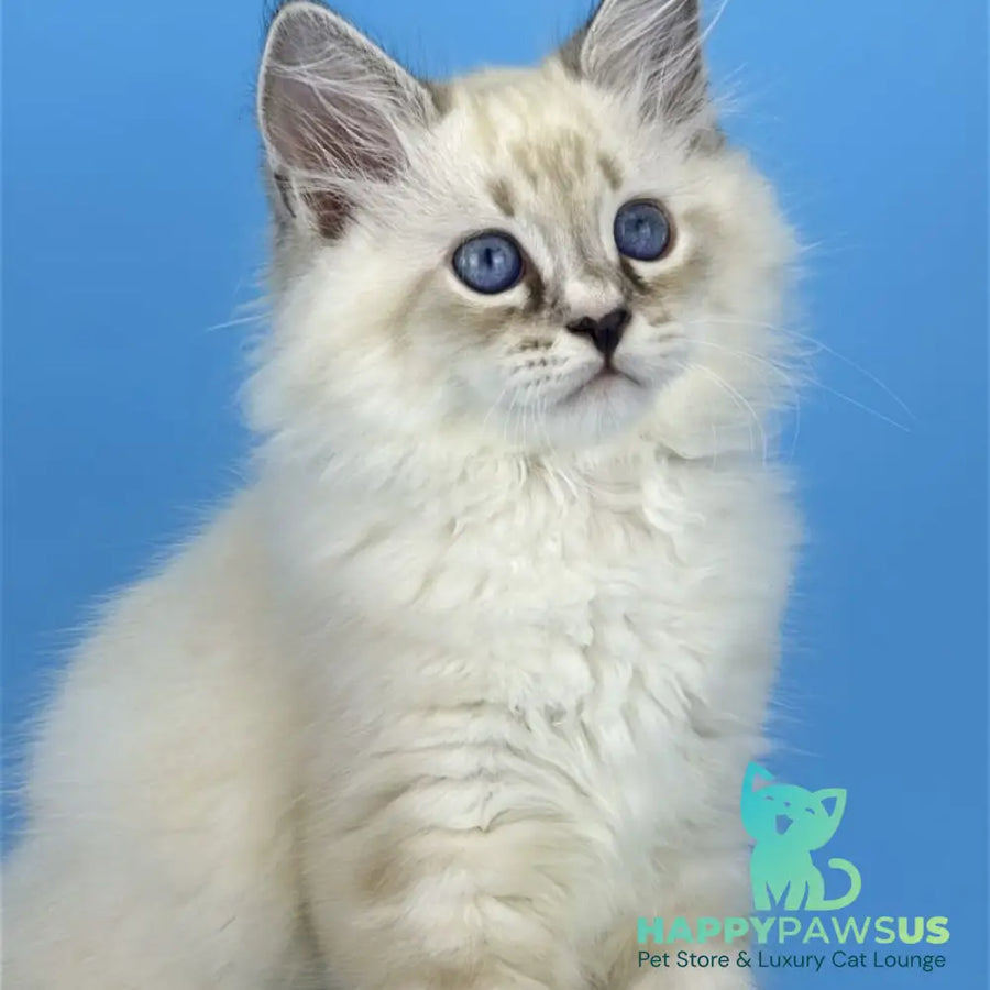 Asterix Siberian male seal tabby pointed with white - live animals