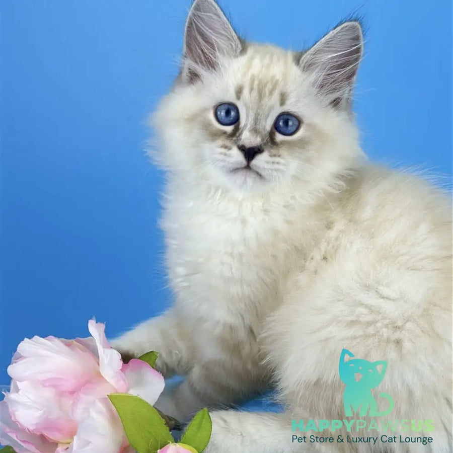Asterix Siberian male seal tabby pointed with white - live animals
