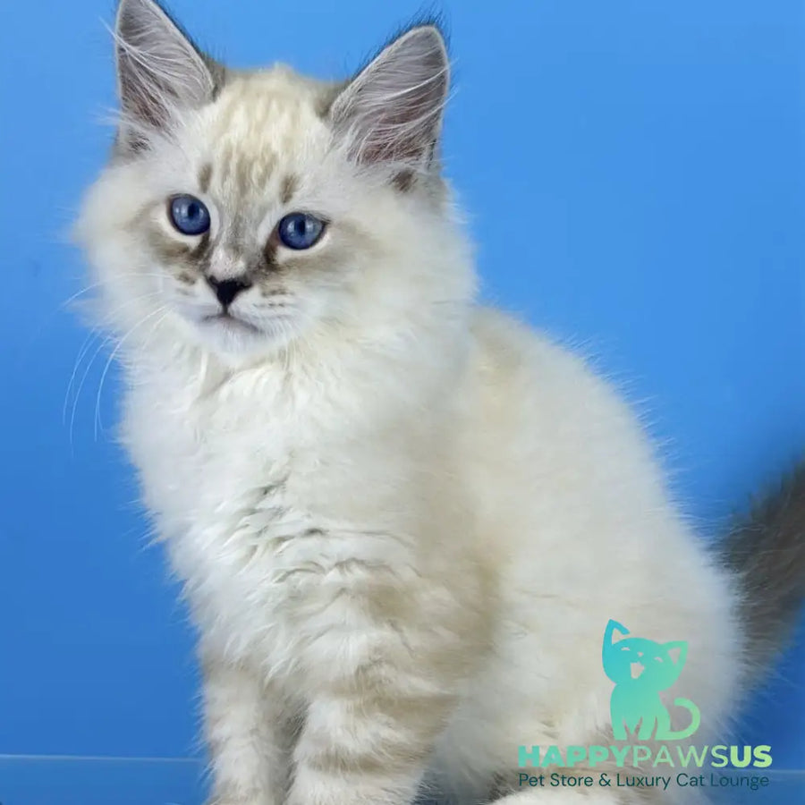 Asterix Siberian male seal tabby pointed with white - live animals