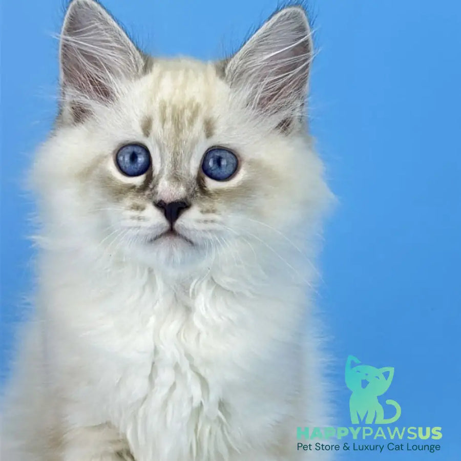 Asterix Siberian male seal tabby pointed with white - live animals