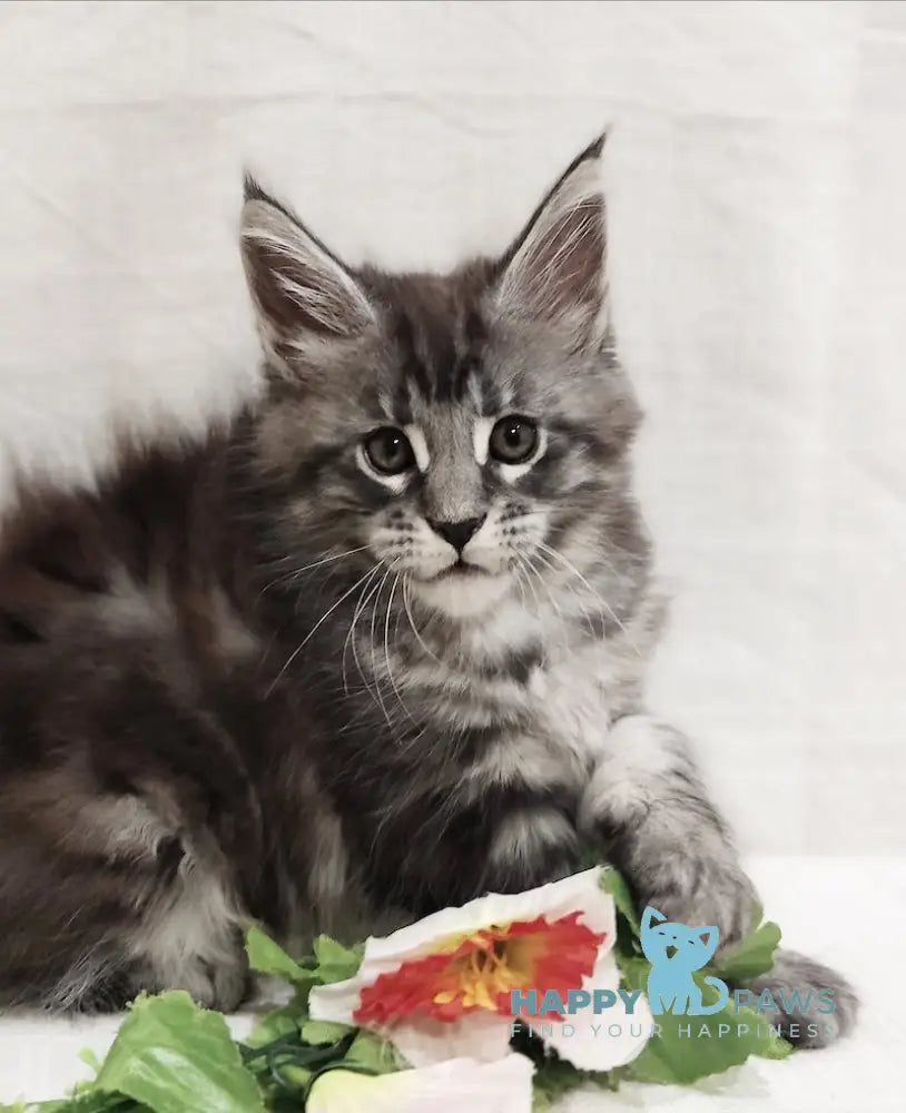 Asti Maine Coon female black silver tabby live animals