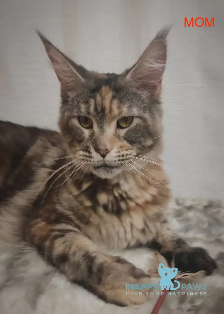 Asti Maine Coon female black silver tabby live animals