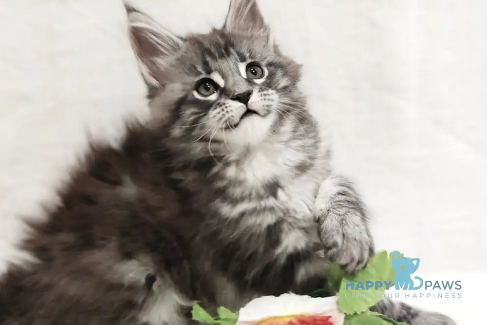 Asti Maine Coon female black silver tabby live animals