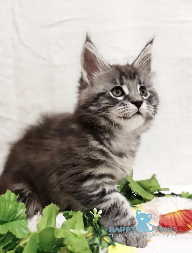 Asti Maine Coon female black silver tabby live animals