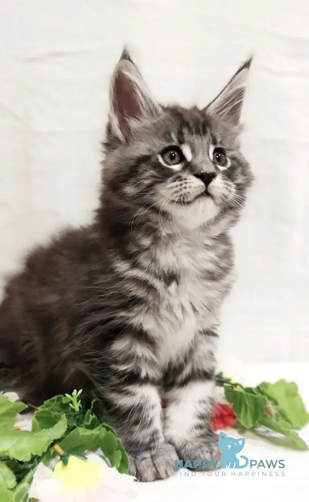 Asti Maine Coon female black silver tabby live animals