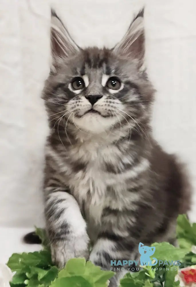 Asti Maine Coon female black silver tabby live animals