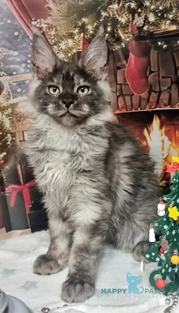 Astins Maine Coon male black silver live animals