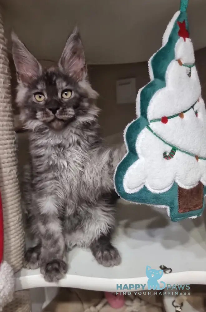 Astins Maine Coon male black silver live animals