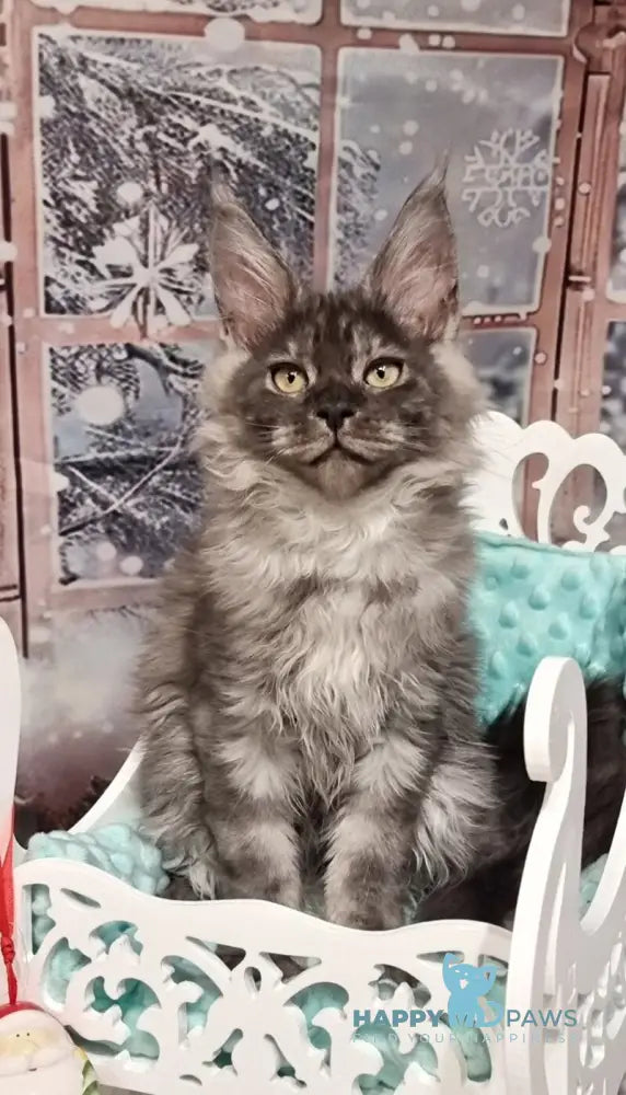 Astins Maine Coon male black silver live animals