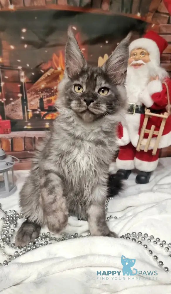 Astins Maine Coon male black silver live animals