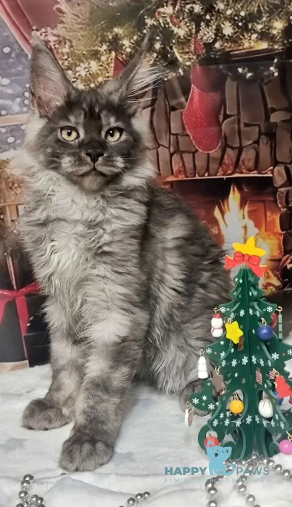 Astins Maine Coon male black silver live animals