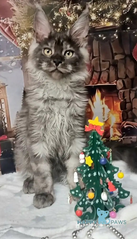 Astins Maine Coon male black silver live animals