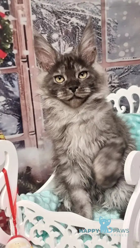 Astins Maine Coon male black silver live animals