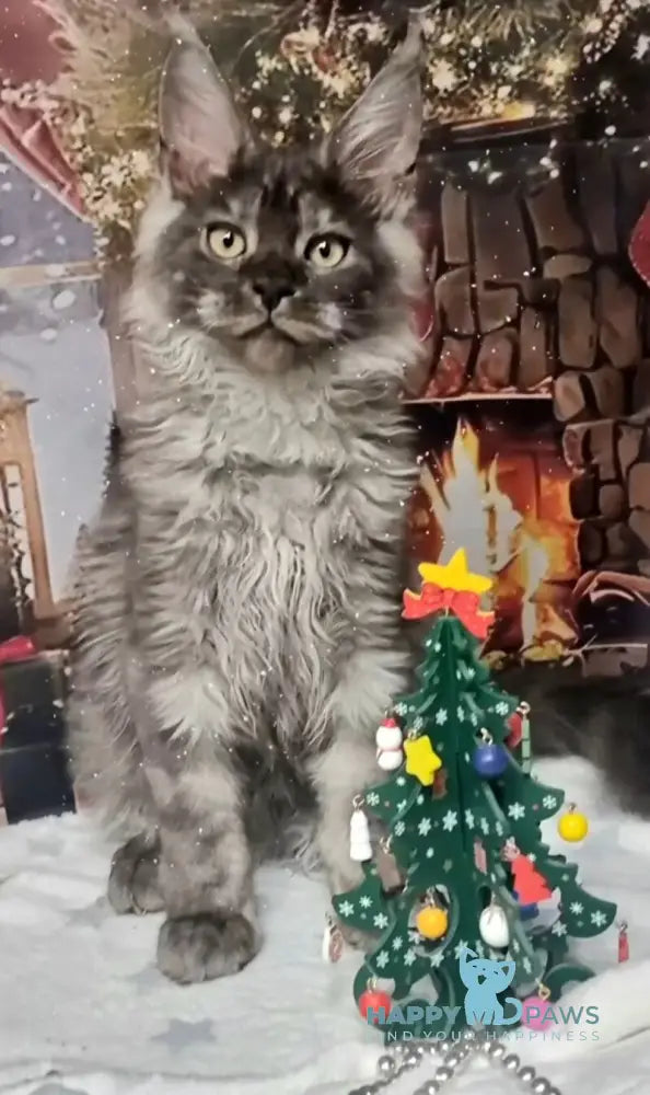 Astins Maine Coon male black silver live animals