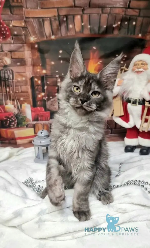 Astins Maine Coon male black silver live animals