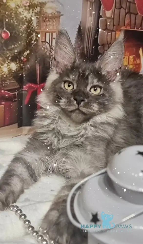 Astins Maine Coon male black silver live animals