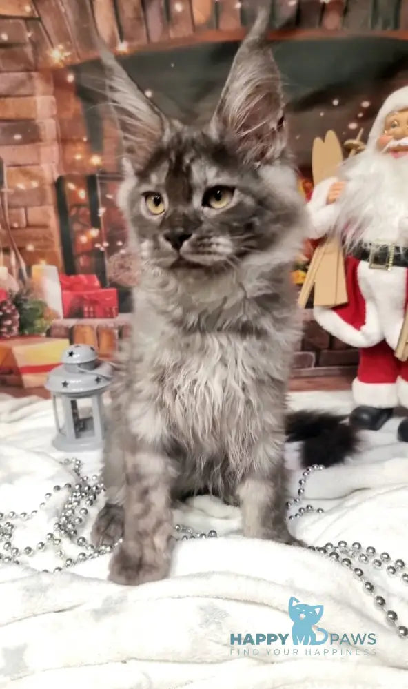 Astins Maine Coon male black silver live animals