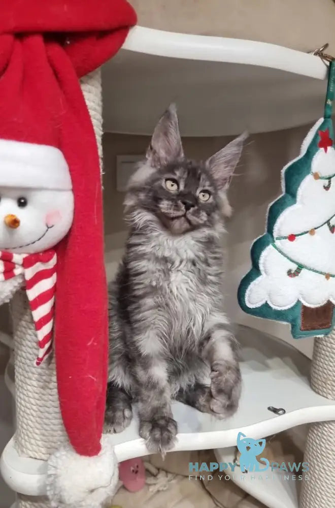 Astins Maine Coon male black silver live animals