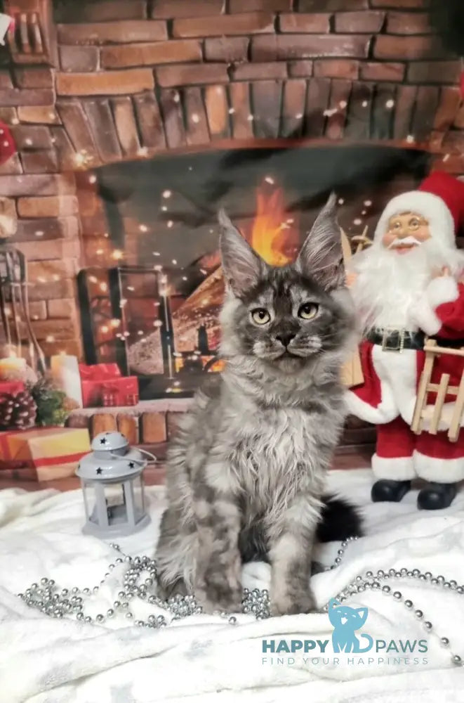 Astins Maine Coon male black silver live animals