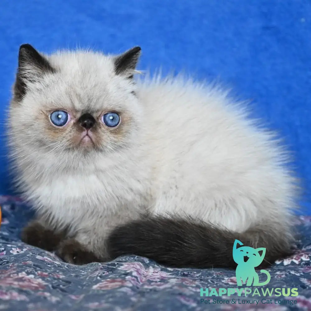 Aston Exotic male black pointed - live animals